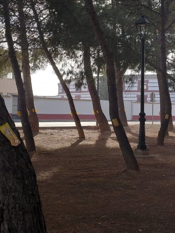 Mantenimiento y Tratamiento Fitosanitario en Zonas Verdes de Almagro 1 Mantenimiento y Tratamiento Fitosanitario en Zonas Verdes de Almagro - 583716923 907503238270357 2046643131070836666 n