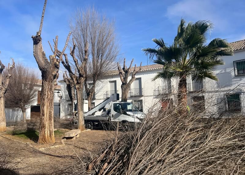 Continúa la Poda de Árboles en Almagro: 205 Árboles Serán Mantenidos