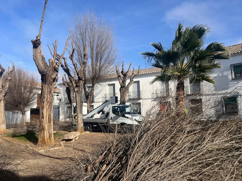 Continúa la Poda de Árboles en Almagro: 205 Árboles Serán Mantenidos - 616211499 951245187229495 9066998387796852761 n