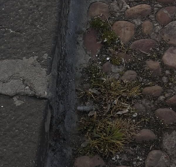 Inicia Campaña de Control de Malas Hierbas en Almagro