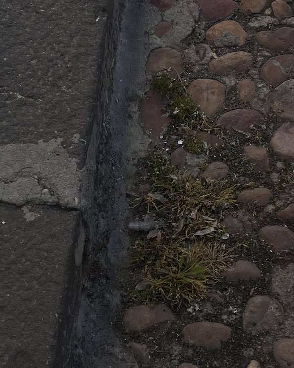 Inicia Campaña de Control de Malas Hierbas en Almagro - 653714818 1003950108625669 3376597148448534827 n