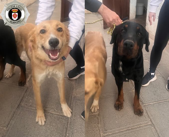 Dos Perros sin Microchip Rescatados en Almagro por la Protectora de Animales