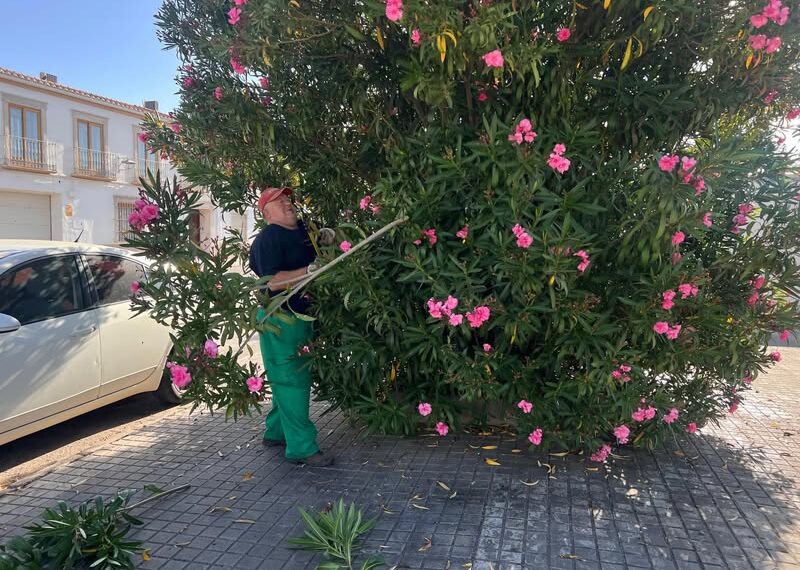 Almagro Refuerza el Cuidado de Zonas Verdes con Nuevas Plantas y Tratamientos