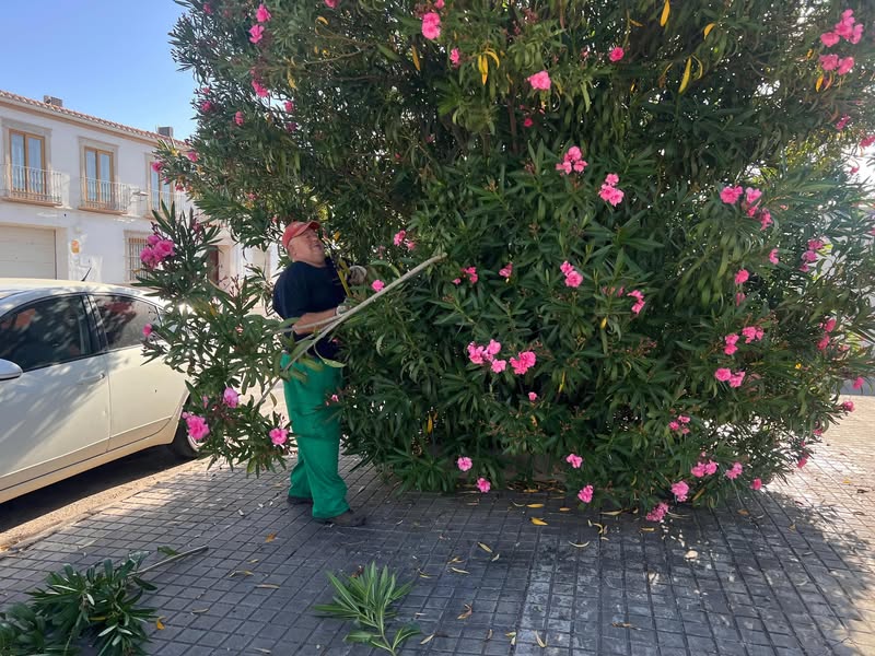Almagro Refuerza el Cuidado de Zonas Verdes con Nuevas Plantas y Tratamientos - 707097518 18253172932305421 4322399586243243294 n