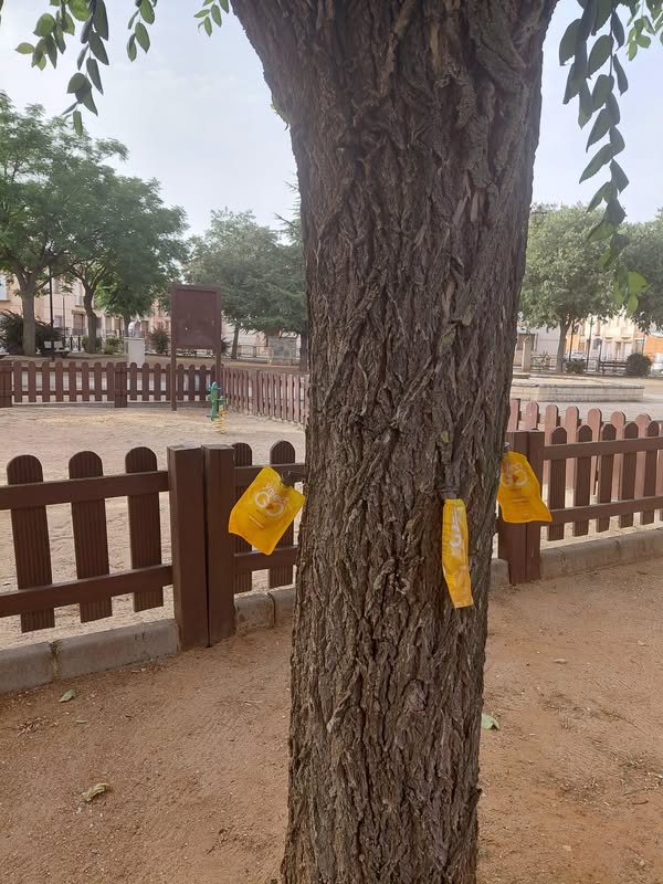 Cuidados del Arbolado en Almagro: Tratamiento Ecológico contra el Pulgón