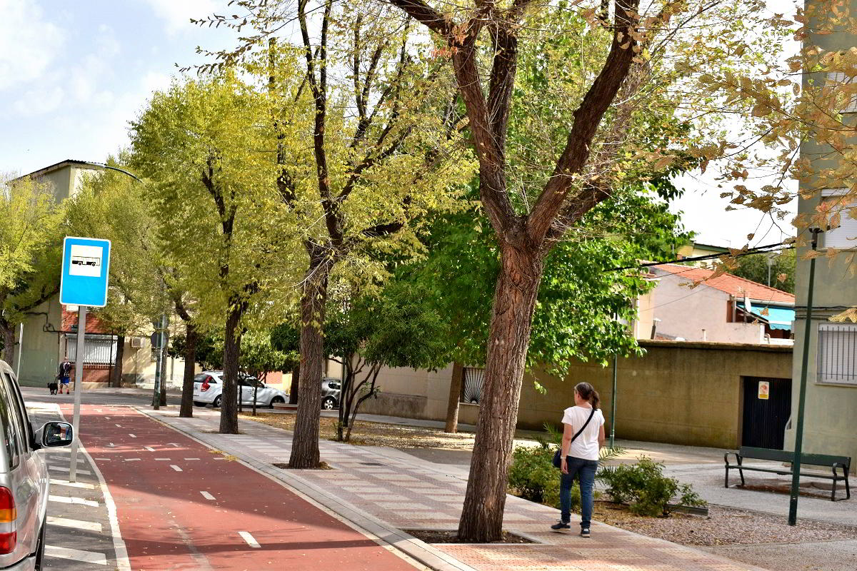 Puertollano Refuerza el Control de la Plaga de Galeruca en Olmos de más de 30 Calles 2 Puertollano Refuerza el Control de la Plaga de Galeruca en Olmos de más de 30 Calles